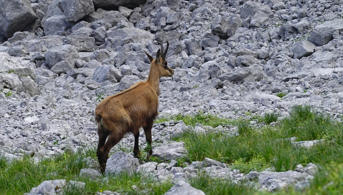 Gämse Kaiser Elmau | © razj Gämse Kaiser Elmau | © razj
