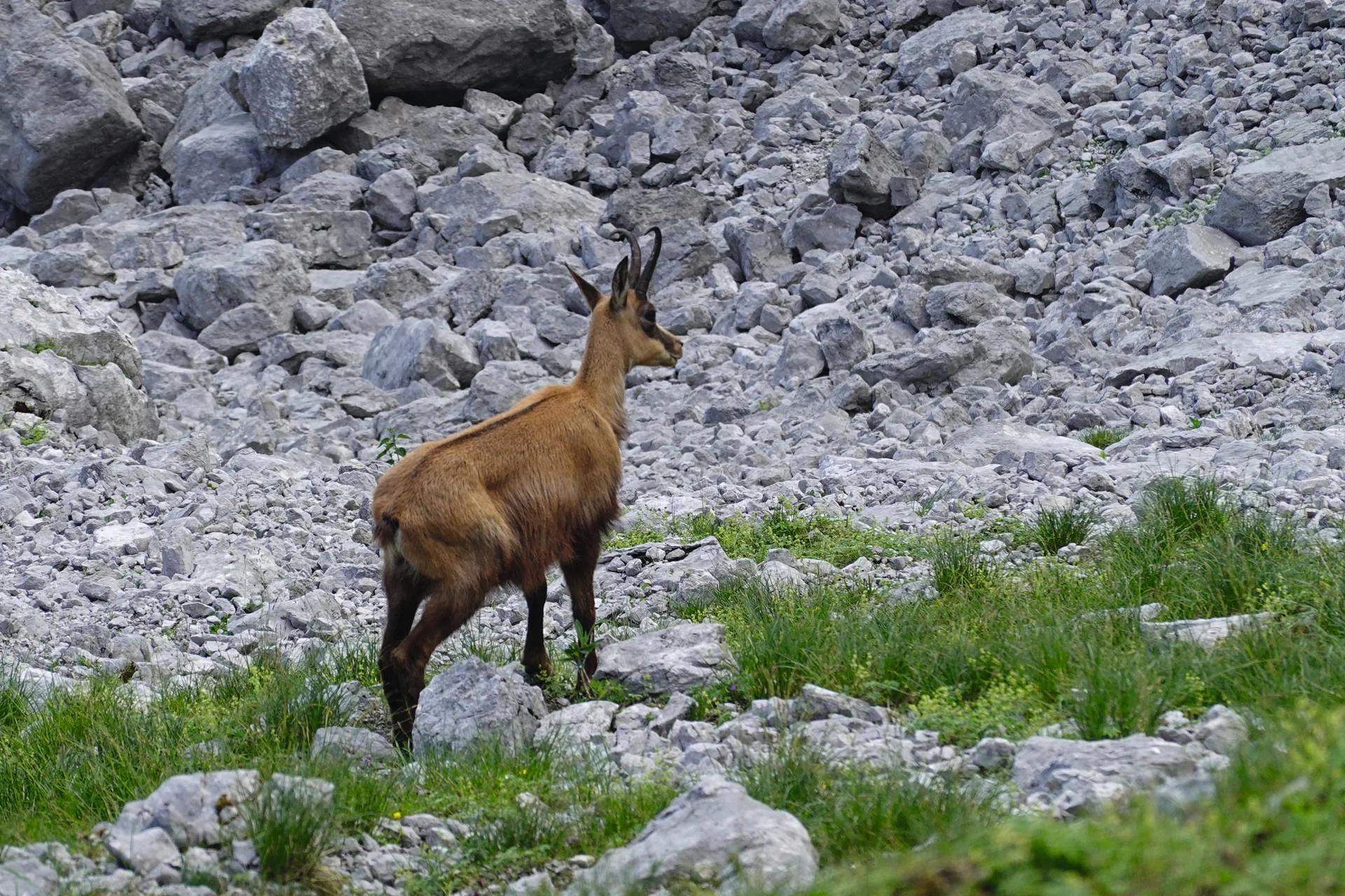 Gämse Kaiser Elmau | © razj