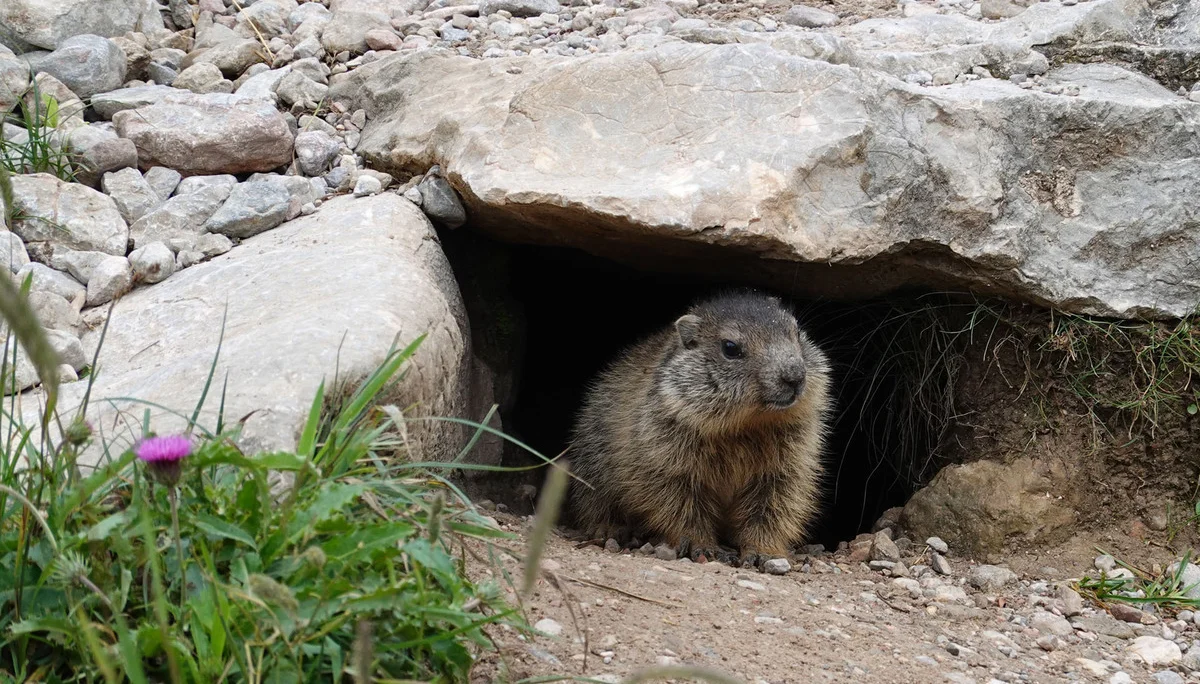 Murmeltier am Funtensee | © razj Murmeltier | © razj