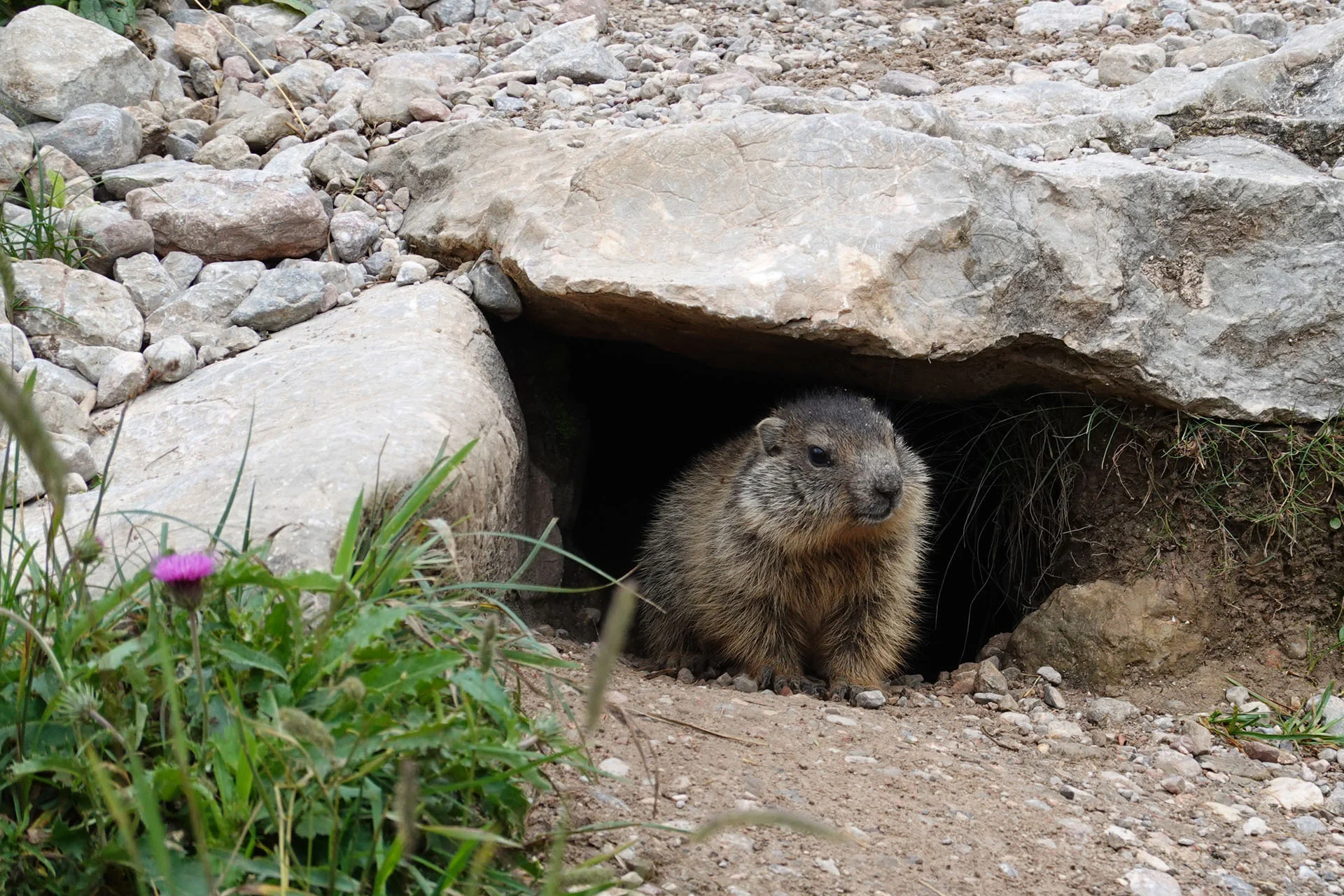 Murmeltier | © razj