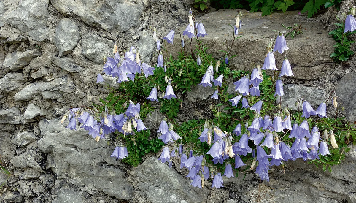Glockenblumen | © razj Glockenblumen | © razj