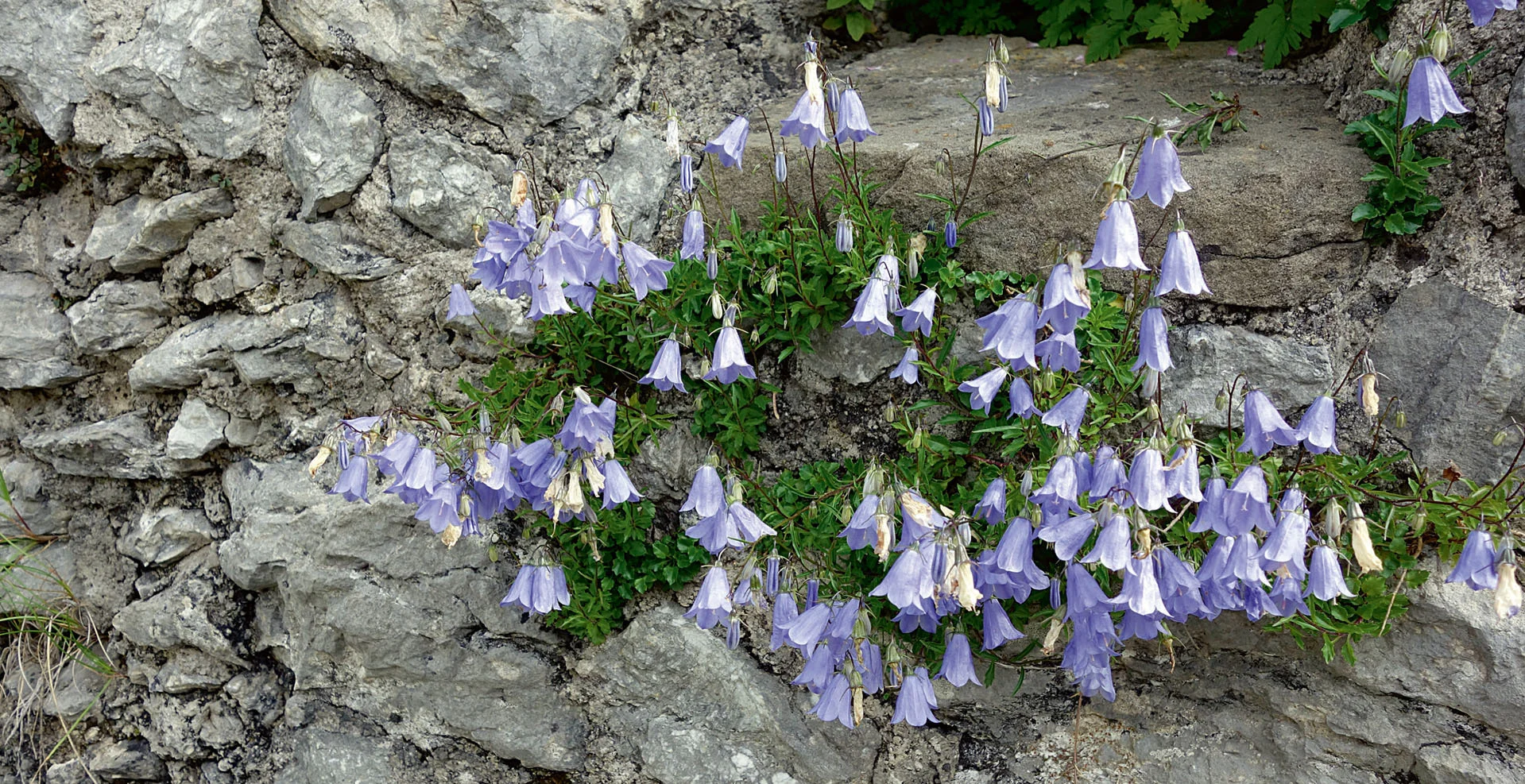 Glockenblumen | © razj