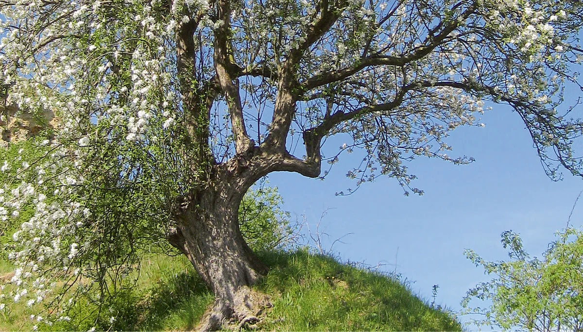 Blühender Baum | © razj