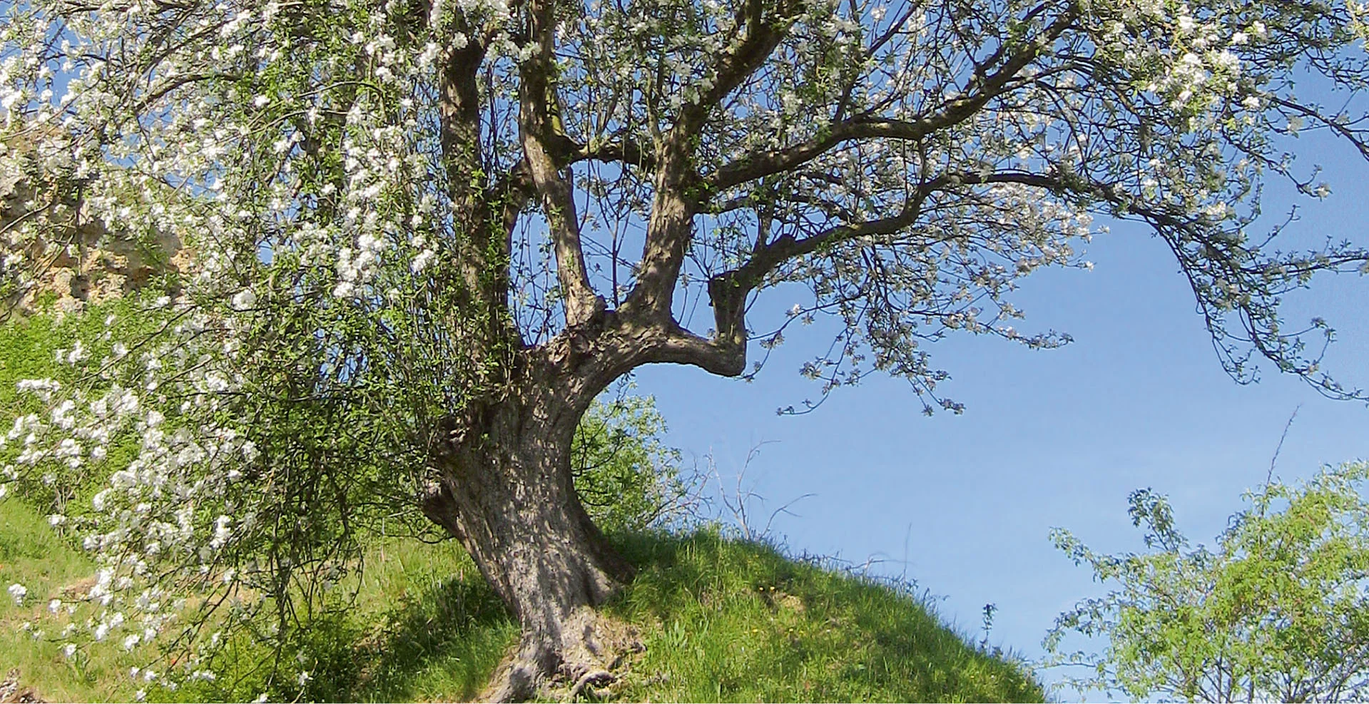 Blühender Baum | © razj