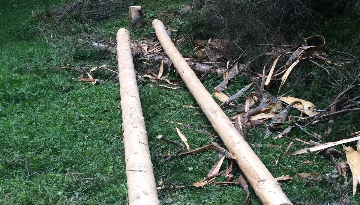 Baumstämme für die Holzbrücke | © G. Baumann