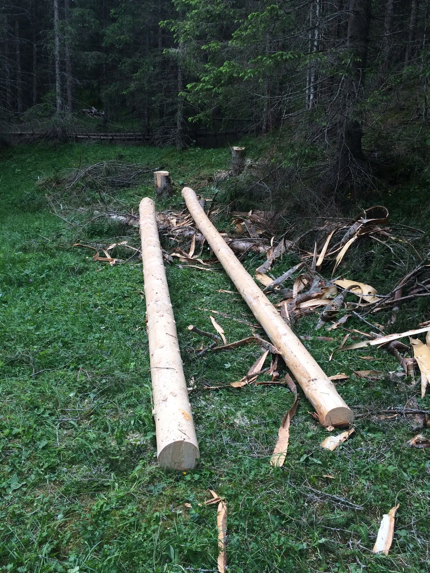 Baumstämme für die Holzbrücke | © G. Baumann