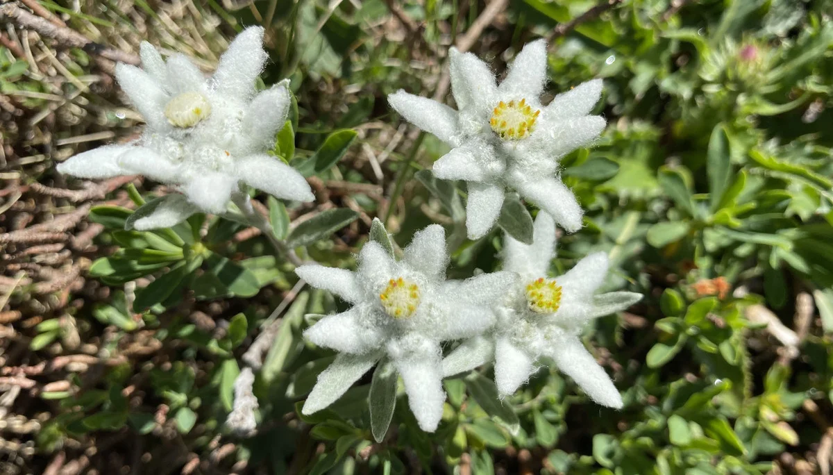 Edelweiß 2022-06-26 | © DAV Dillingen