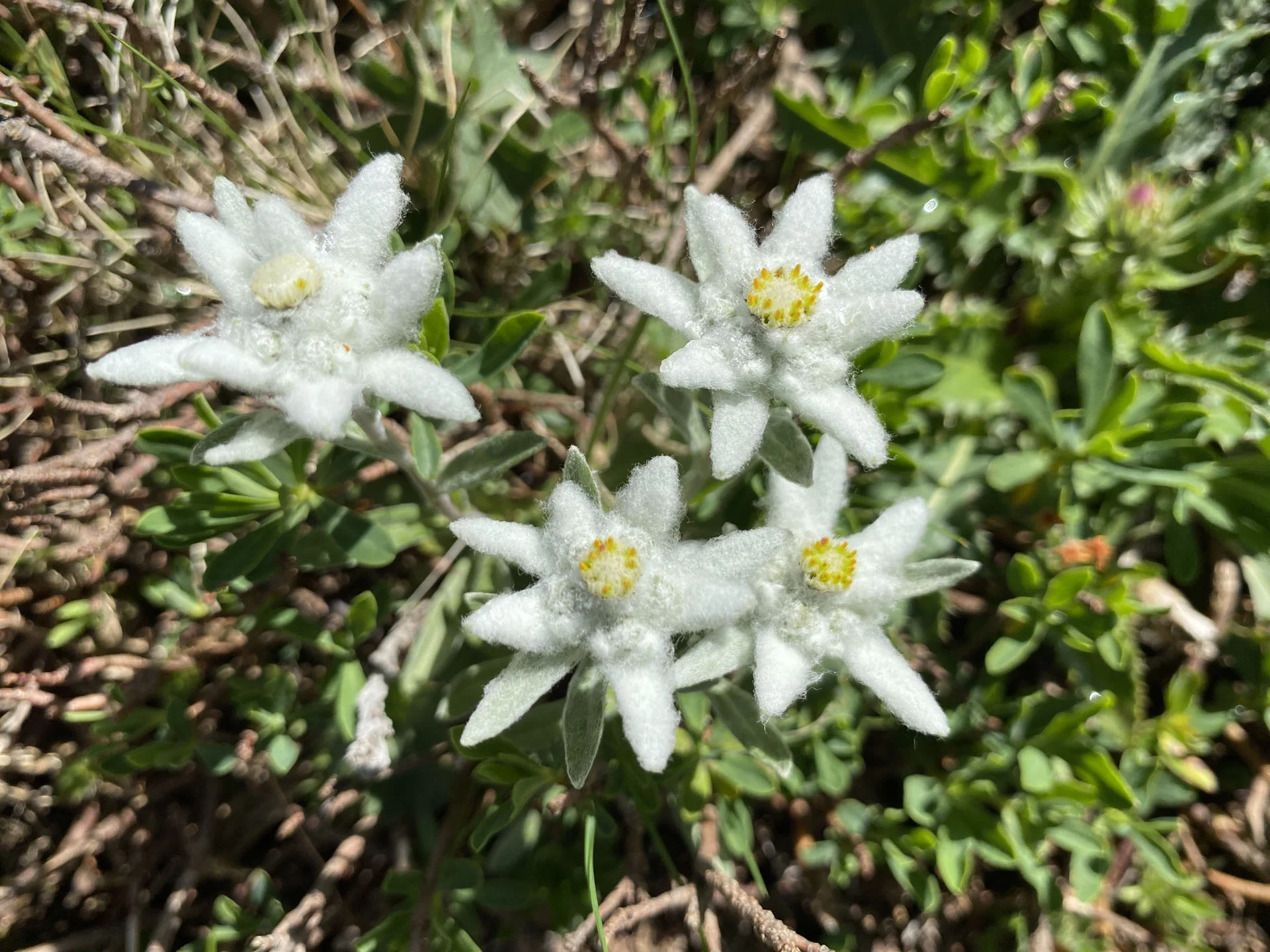 Edelweiß 2022-06-26 | © DAV Dillingen