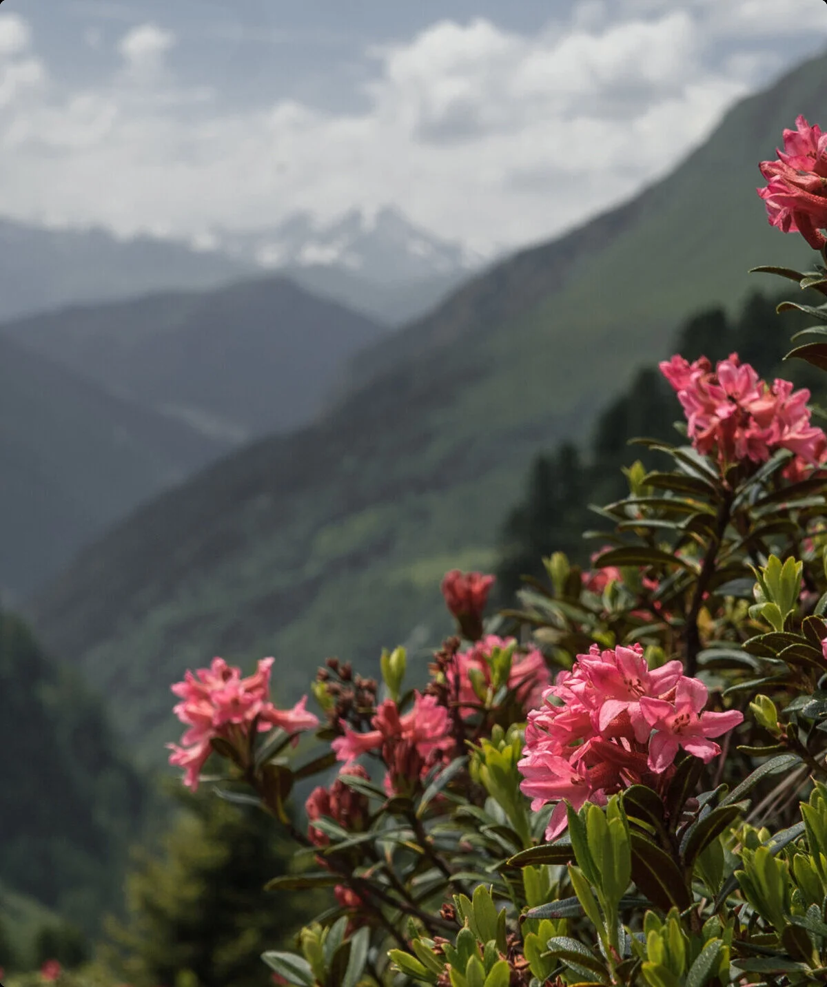 Pflanzen in den Bergen nahe der Geraerhütte: Alpenrose | © DAV/Marcel Dambon